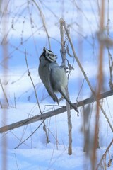 Baeolophus wollweberi