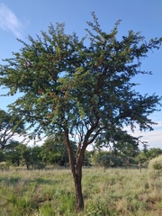 Vachellia erioloba