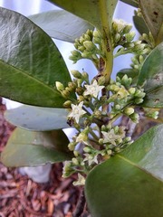 Geniostoma densiflorum