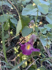 Proboscidea parviflora