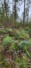 Coccothrinax scoparia