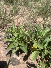Physalis pumila hispida