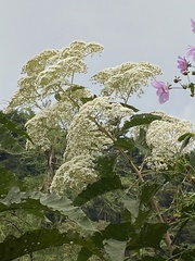 Vernonanthura patens
