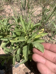 Physalis pumila hispida