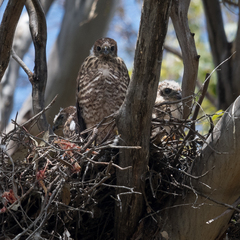 Accipiter fasciatus