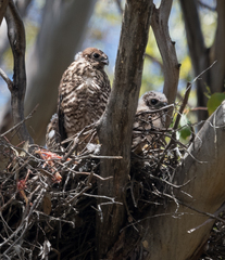 Accipiter fasciatus