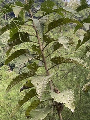 Vernonanthura patens