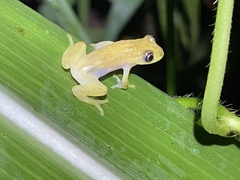 Afrixalus stuhlmanni