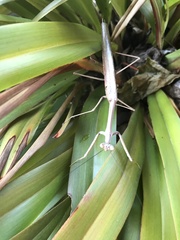 Archimantis latistyla