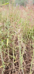 Melinis minutiflora