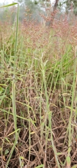 Melinis minutiflora