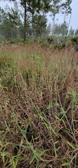 Melinis minutiflora