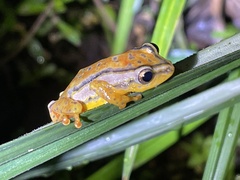 Hyperolius mitchelli