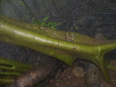 Ficus amplissima