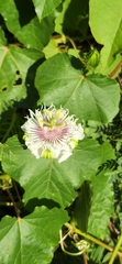 Passiflora vesicaria