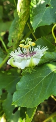 Passiflora vesicaria
