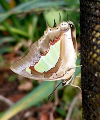 Polyura