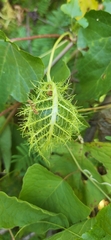 Passiflora vesicaria
