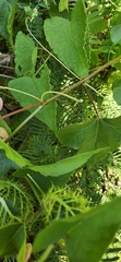 Passiflora vesicaria
