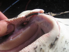 Rhinoptera