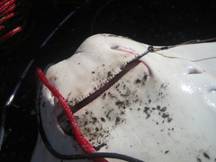 Rhinoptera