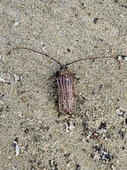 Prionoplus reticularis