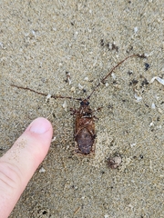 Prionoplus reticularis