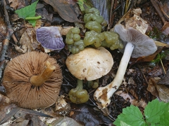 Cortinarius glaucocyanopus