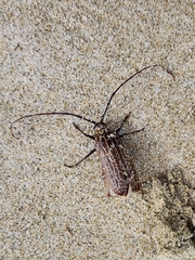 Prionoplus reticularis