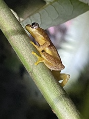 Afrixalus uluguruensis