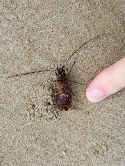 Prionoplus reticularis