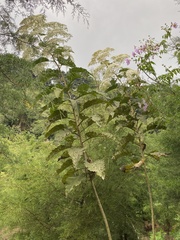 Vernonanthura patens