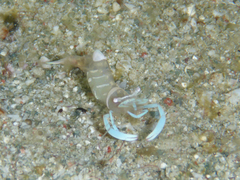 Ancylomenes magnificus