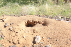 Tachyglossus aculeatus