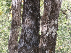 Quercus jonesii