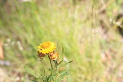 Xerochrysum