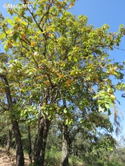 Quercus jonesii