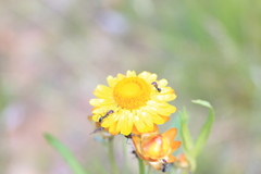 Xerochrysum