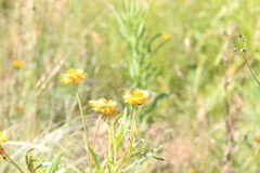 Xerochrysum