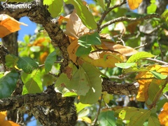 Quercus jonesii