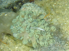 Hippolyte commensalis