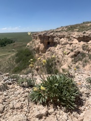 Eriogonum lachnogynum