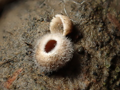 Schizophyllum amplum