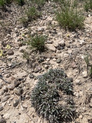 Eriogonum lachnogynum