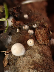 Schizophyllum amplum