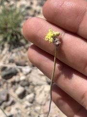 Eriogonum lachnogynum