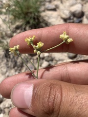 Eriogonum lachnogynum