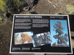 Arceuthobium cyanocarpum