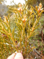 Orites acicularis
