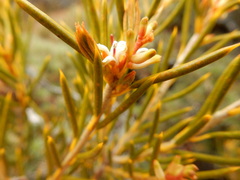 Orites acicularis